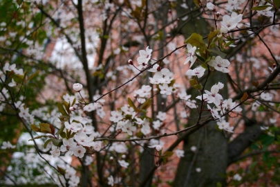 Blossoms.jpg