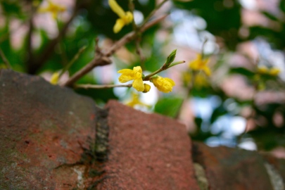 Yellow_blossoms_.jpg
